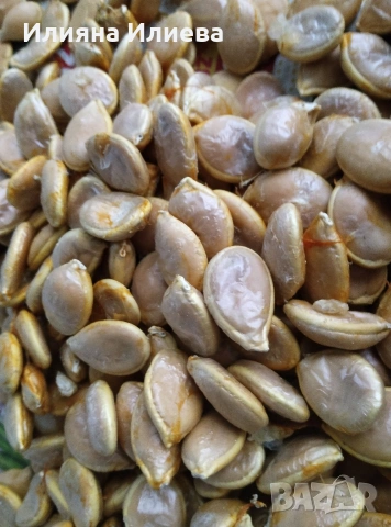 продавам семена за садене на български бели тикви кестенки ,мускат и цигулки