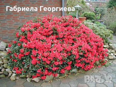 Родендрон "Stefan", снимка 1 - Градински цветя и растения - 44686334