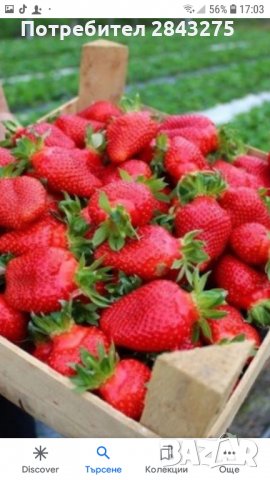 продавам разсад ягоди , снимка 5 - Сортови семена и луковици - 32068824