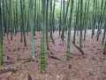 100 броя бамбукови семена от декоративен бамбук Moso Bamboo зелен МОСО БАМБО за декорация и украса b, снимка 14