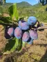 🍑☀️ НАТУРАЛНИ СУШЕНИ НА СЛЪНЦЕ СИНИ СЛИВИ ОТ ЕЛЕНСКИЯ БАЛКАН ☀️🍑, снимка 13