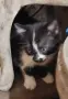 Подарявам котенца, снимка 3