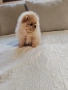 Померан женско мини размер , снимка 9