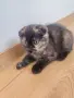 женско шотландско клепоухо коте с костенуркова шарка, снимка 3