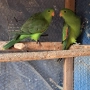 продавам папагали чифт червнокрили папагали, снимка 6