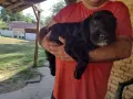 Подаряват се 3 кученца на 5 месеца, снимка 1