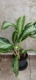 Аглаонема Milky way , снимка 1
