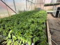 Разсад домати Нови Искър, снимка 4