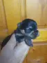 Yorkshir terrier, boy., снимка 2