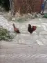Зибрайт петлетаа, снимка 7