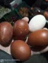 яйца за люпене от син  маран, снимка 6