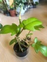 Philodendron Florida Ghost , снимка 2