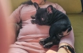 2 женски кутрета Френски булдог ( френчи ), снимка 3