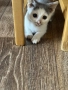 Подарявам котенце., снимка 6