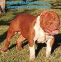 Американско Були Покет/American Bully Pocket , снимка 4