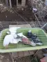 Продавам поморийски гълаби, снимка 1