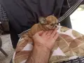 Продавам чихуахуа, снимка 12