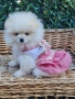Померан мини женско , снимка 7