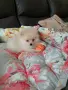 померанче момиче на два месец, снимка 2