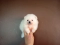 Бели мъжки Померани., снимка 3