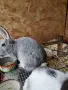 Малки  сладки зайченца, снимка 6