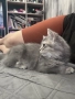 Британски късокосмести котенца, снимка 7
