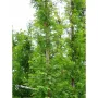 Metasequoia glybtostroboides метасеквоя, снимка 2