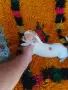 Продавам женско мини чихуахуа, снимка 3