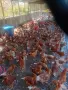 Продавам Ярки на три месеца и половина , снимка 2
