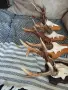 много красиви сръндаци, снимка 3