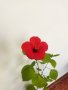 Китайски рози хибискус червена фуния, снимка 11