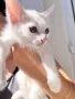 Подарявам котенца, снимка 3