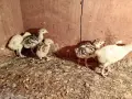 Едноседмични селски пуйчета, снимка 7