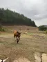 Prodavam kanshe na 6 mesec, снимка 2