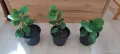 Каланхое / Kalanchoe червено, снимка 2