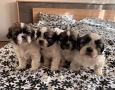 Кученца ши-тцу, кучета, куче, кученце, снимка 2
