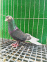 Пазарджишки гълъби , снимка 1 - Гълъби - 44624438