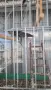 Продавам женски папагал Аймар , снимка 3