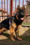 Топ Немски Овчарки , снимка 4