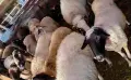 свободни цялото стадо , снимка 7