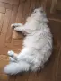 Мъжки котарак за Разплод, снимка 3