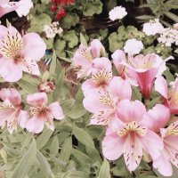 Алстромерия, снимка 1 - Градински цветя и растения - 39357123