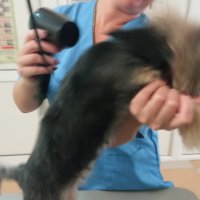 Подстригване и къпане на кучета и котки, снимка 4 - Ветеринари и услуги - 4649618