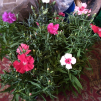 карамфили, снимка 2 - Градински цветя и растения - 44805499