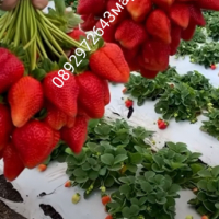 Разсад ягоди. .И .малини., снимка 6 - Разсади - 44720432