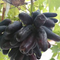 Бутикови сортове грозде, снимка 11 - Разсади - 35306623