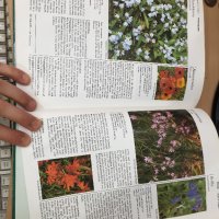 Енциклопедия A-Z of Annuals, Biennials & Bulbs (Successful Gardening), снимка 12 - Енциклопедии, справочници - 30873162