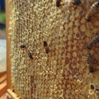 От Производителя Натурален Пчелен Мед , Сурови ядки Лешник и Бадем,Натурални Тахани с Мед,Крем мед, снимка 7 - Пчелни продукти - 23435230