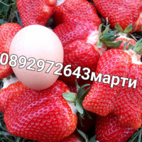 Разсад. ягоди. и. малини , снимка 1 - Разсади - 44609727