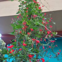 Ипомея - Кипърска Лоза (Кардинал), снимка 3 - Градински цветя и растения - 42231065